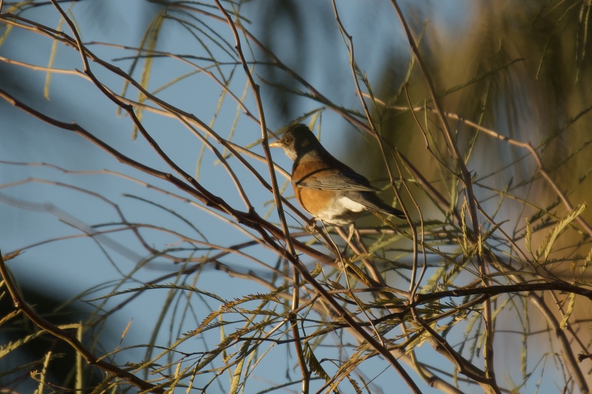 Rufous-backed Robin - ML631032894
