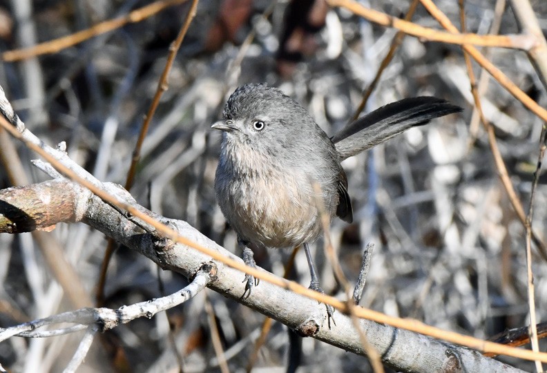Wrentit - ML631033165