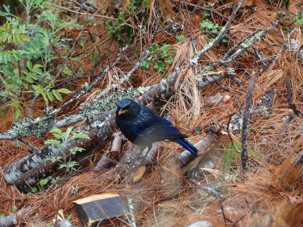 Blue Whistling-Thrush (Yellow-billed) - ML631033172