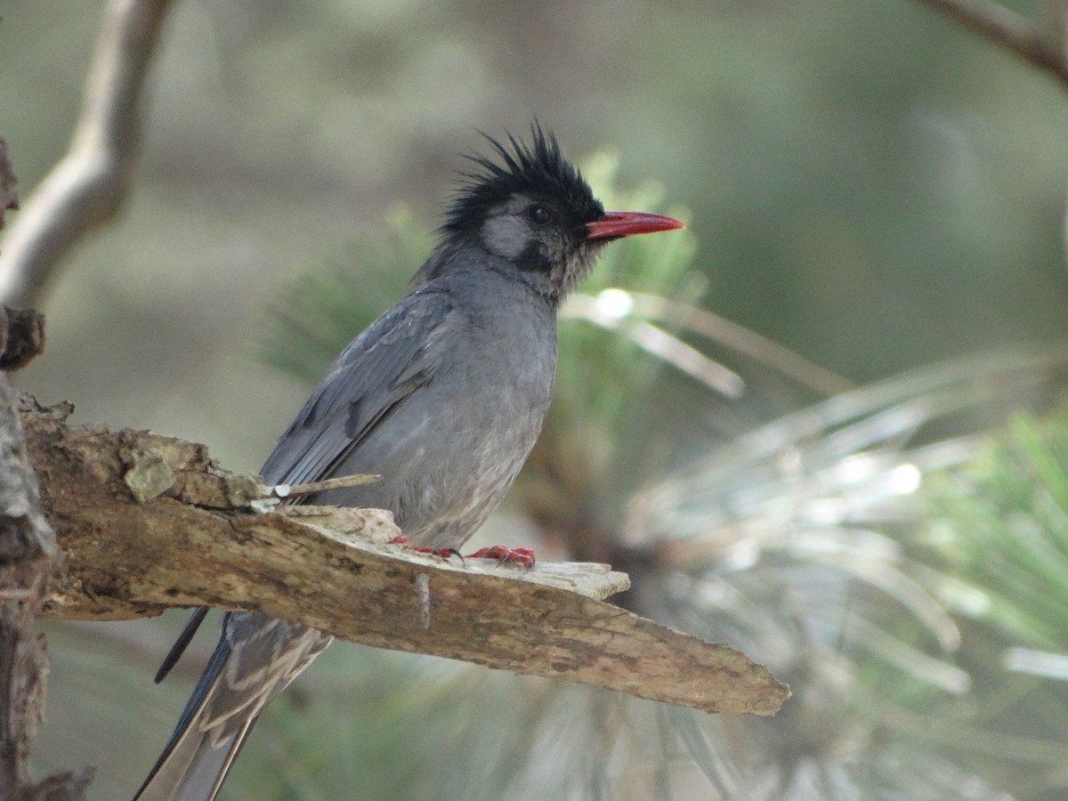 Black Bulbul - ML631033181