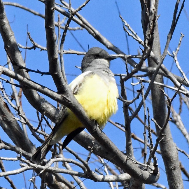 Cassin's Kingbird - ML631033279