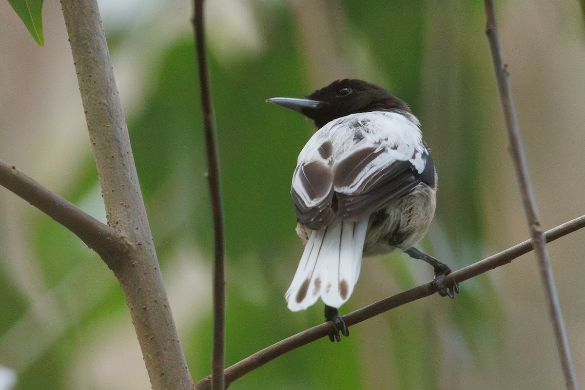 Marquesan Monarch - ML631033330