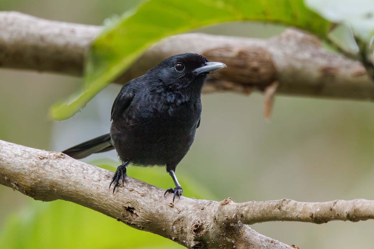 Marquesan Monarch - ML631033331