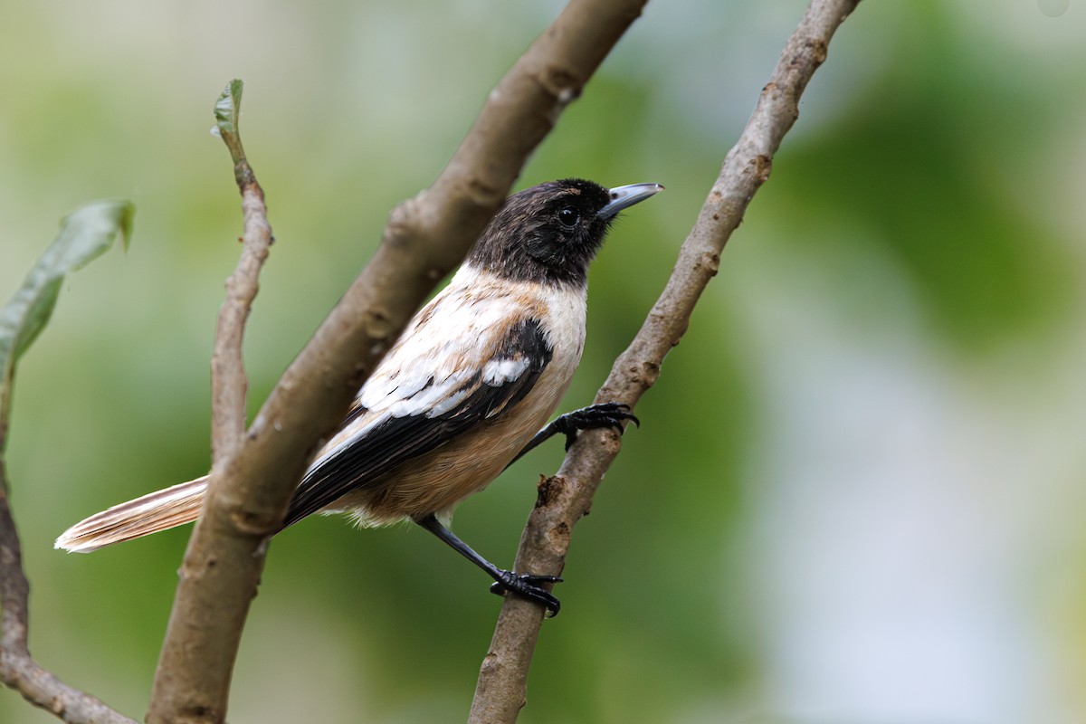 Marquesan Monarch - ML631033332