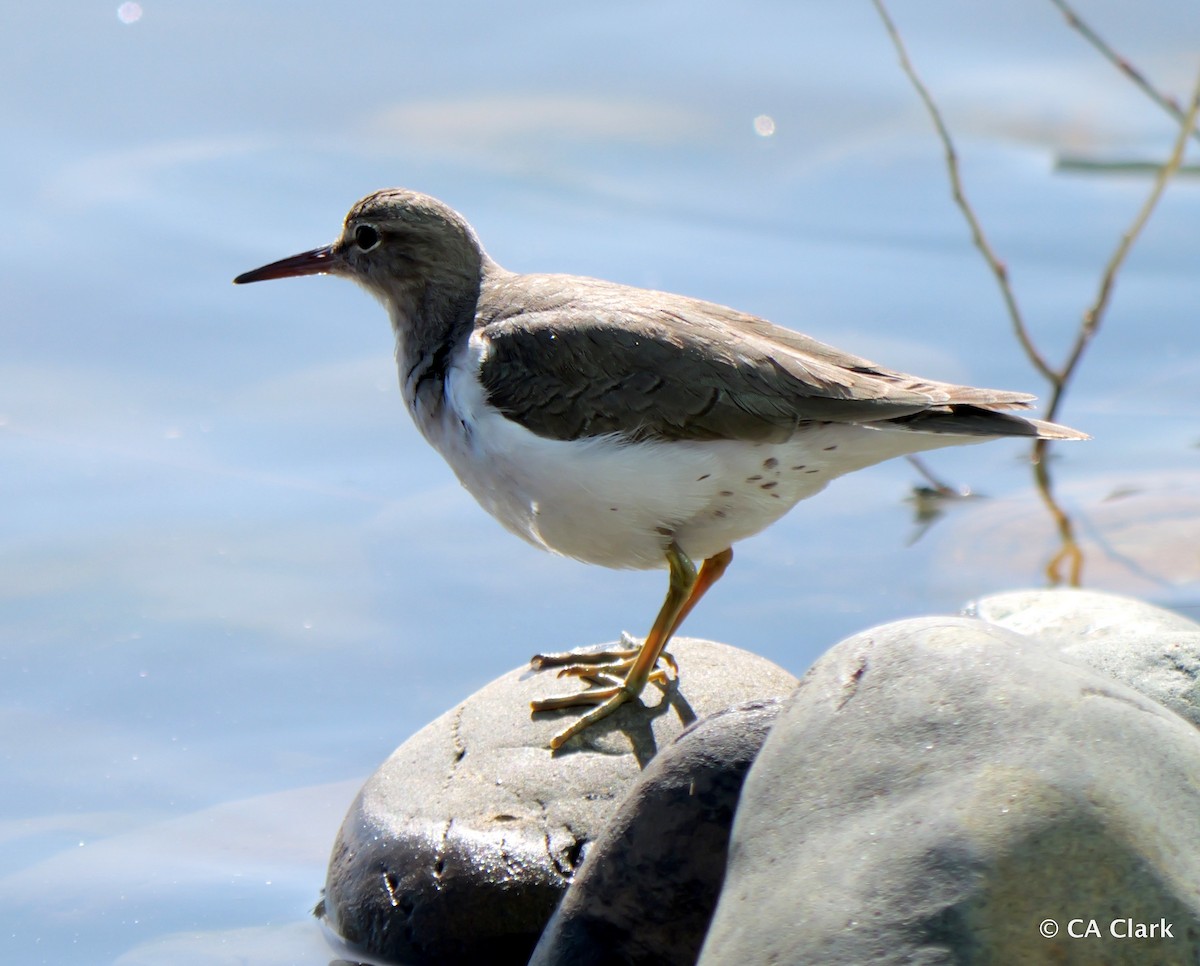 ביצנית נקודה - ML631033393