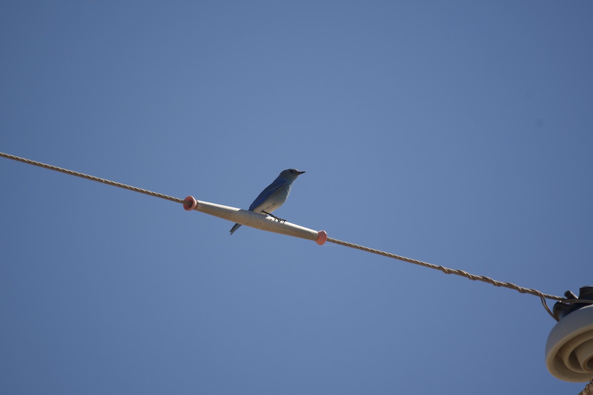 Mountain Bluebird - ML631033419