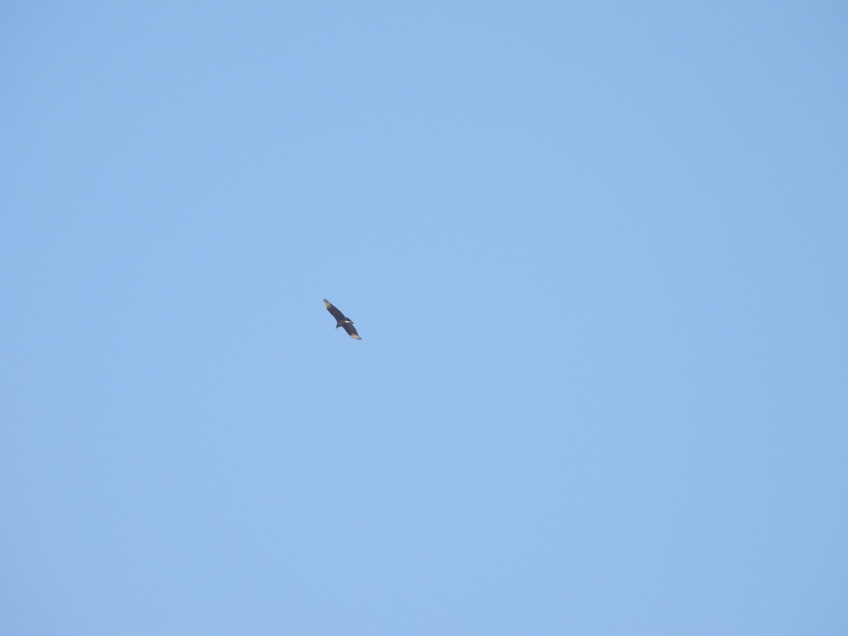 Zopilote beltza - ML631033494