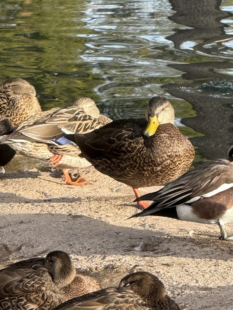 Mexican Duck - ML631033515