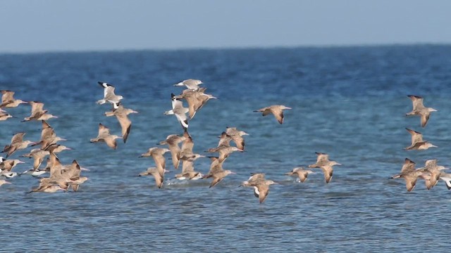 Marbled Godwit - ML631034061