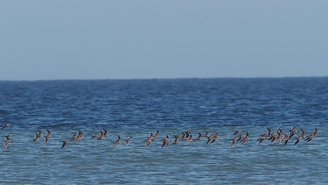 Short-billed Dowitcher - ML631034071