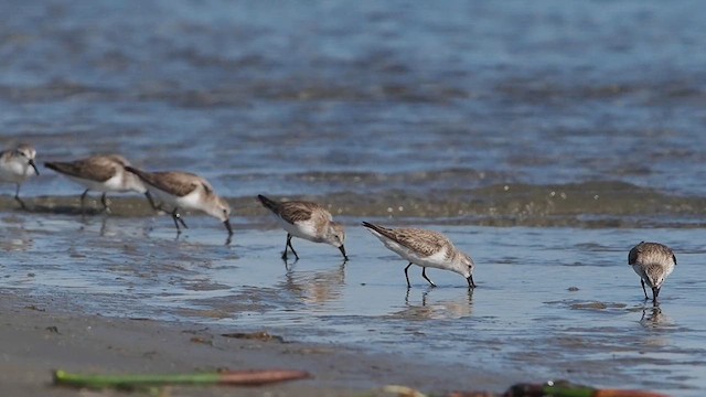 Alaska Kumkuşu - ML631034076