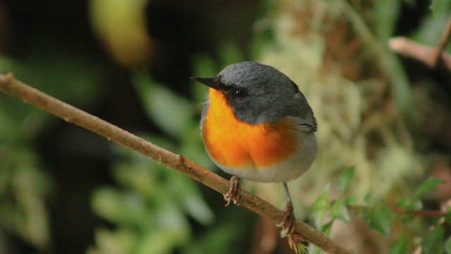 Flame-throated Warbler - ML631034086