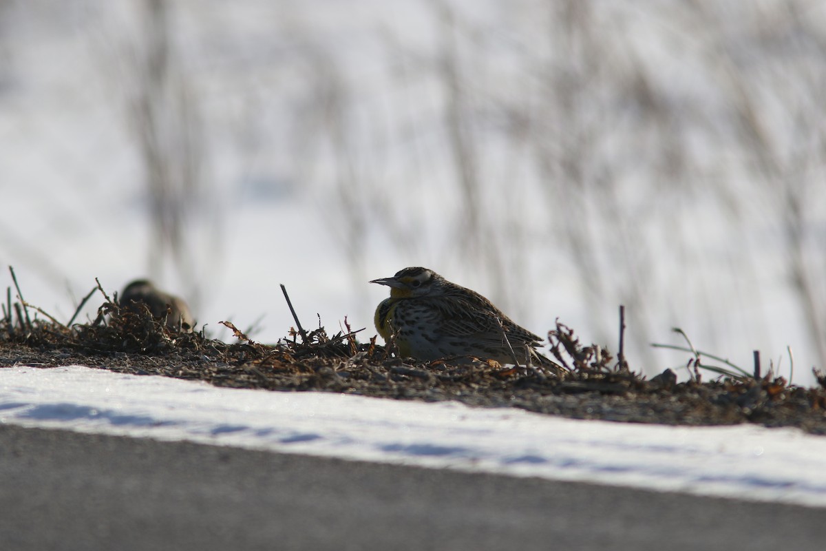 Western Meadowlark - ML631034557