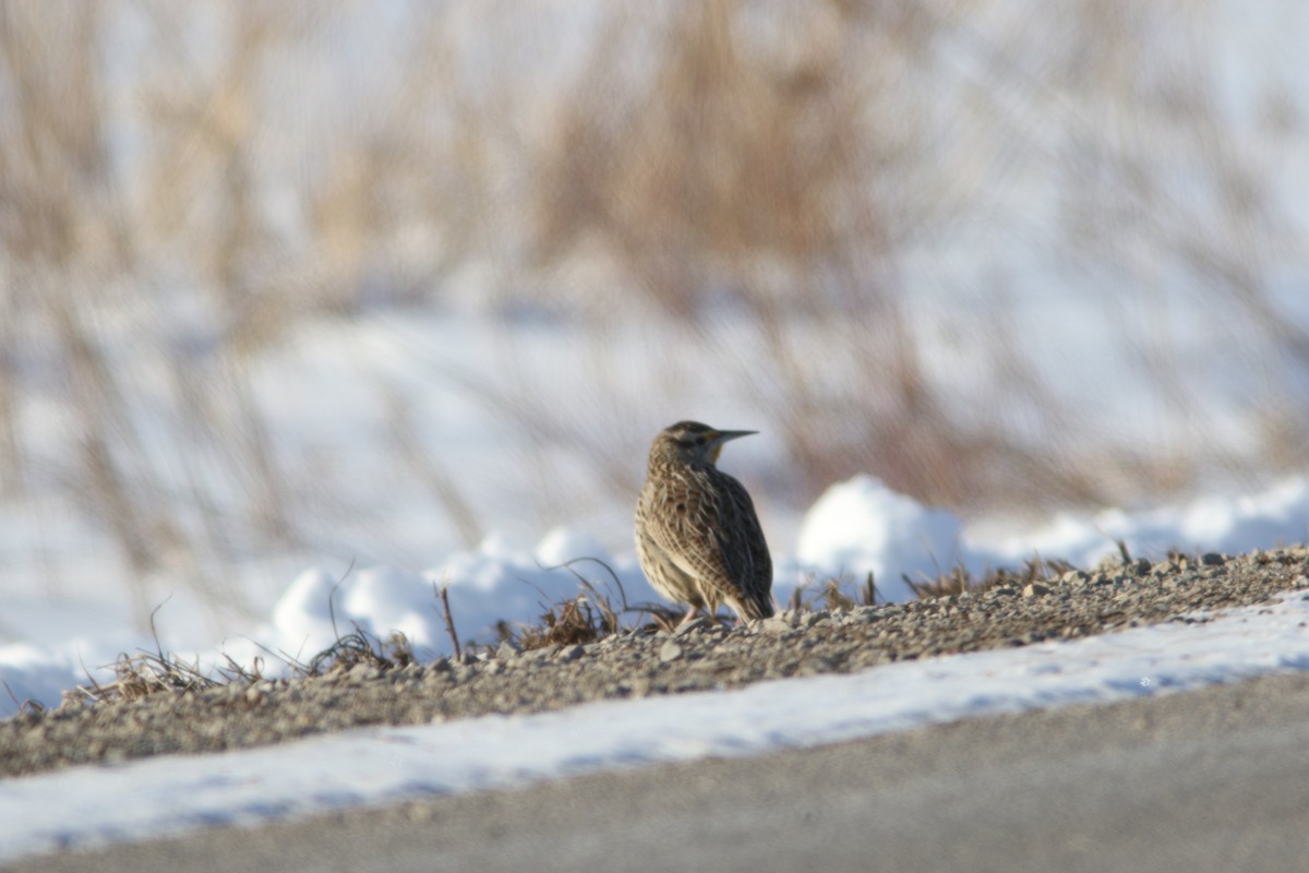 Western Meadowlark - ML631034570