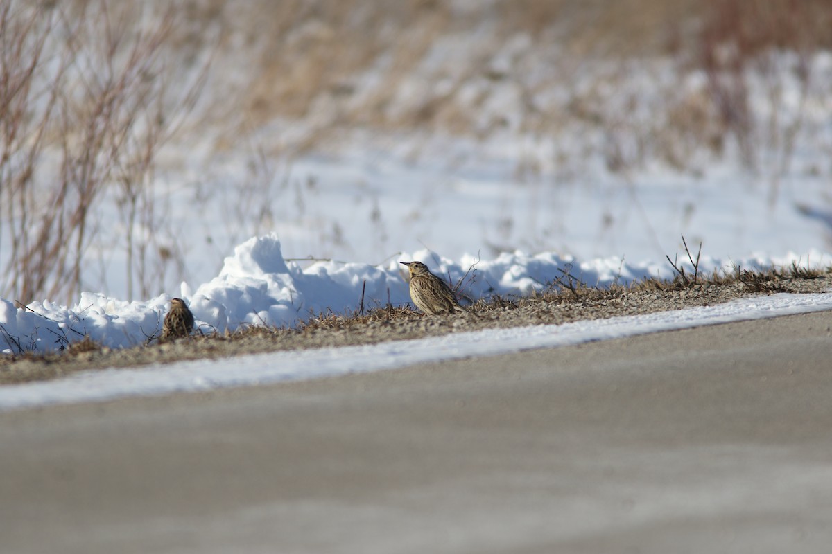 Western Meadowlark - ML631034588