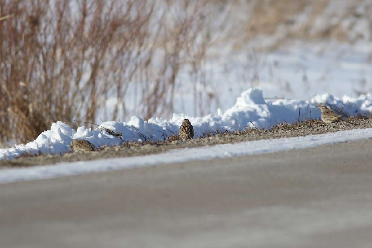 Western Meadowlark - ML631034611
