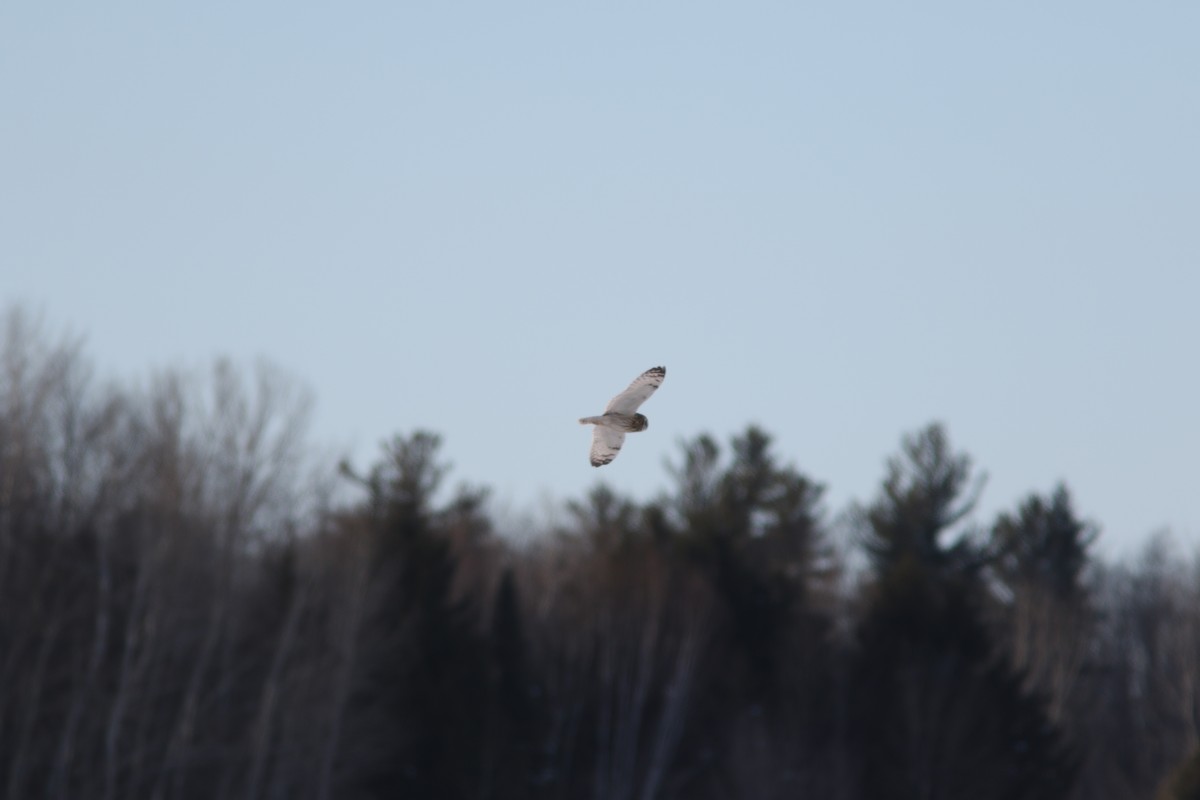 kalous pustovka - ML631034629