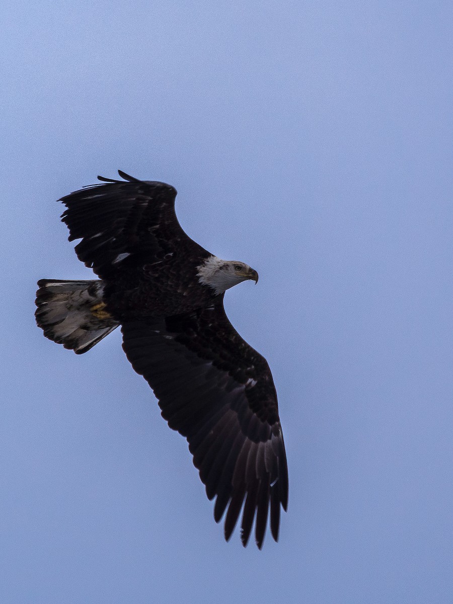 Bald Eagle - ML631034682