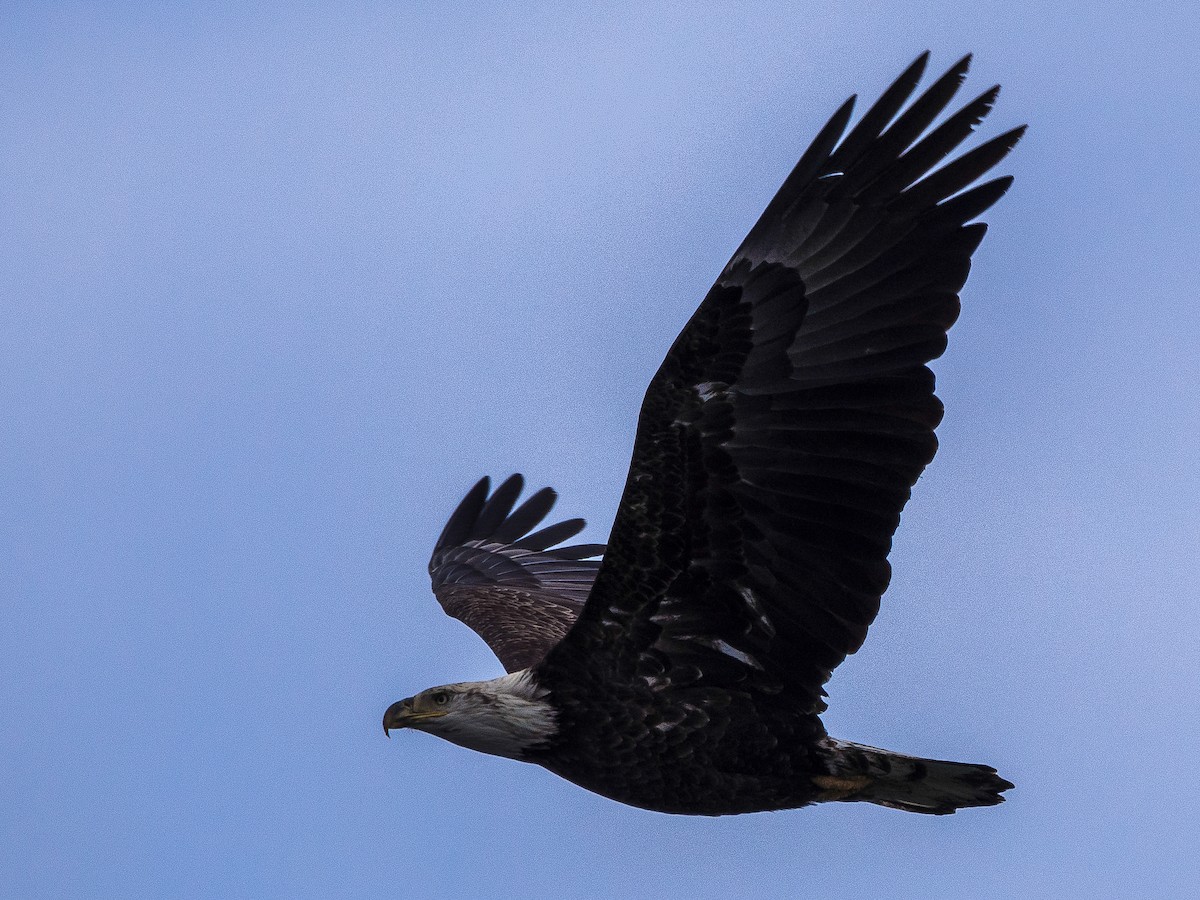 Bald Eagle - ML631034683