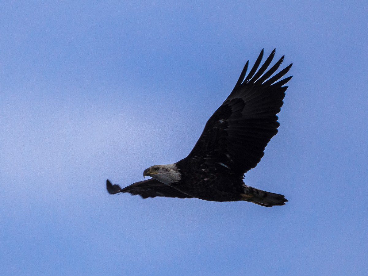 Bald Eagle - ML631034684