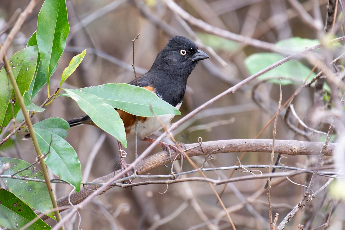 Eastern Towhee (White-eyed) - ML631034839
