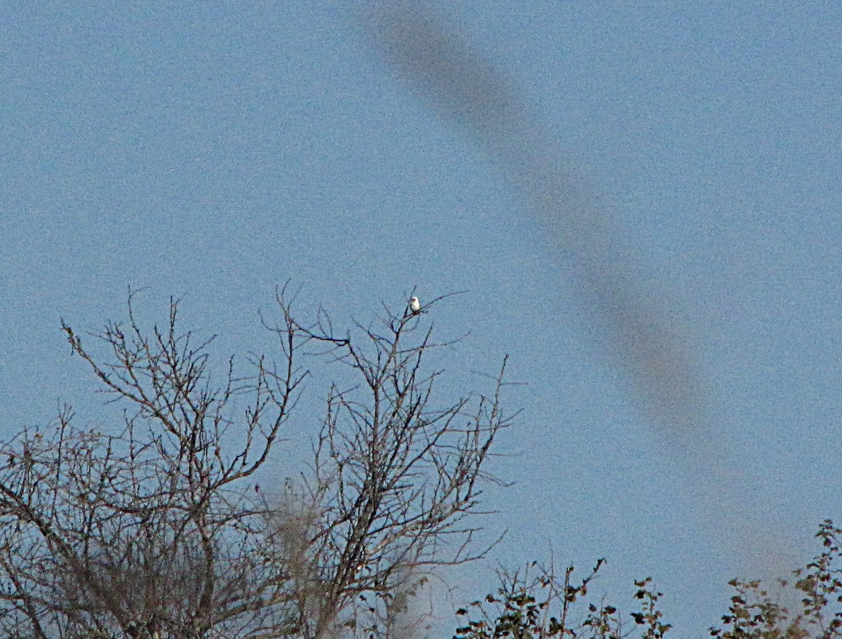 Chaplin's Barbet - ML631034861