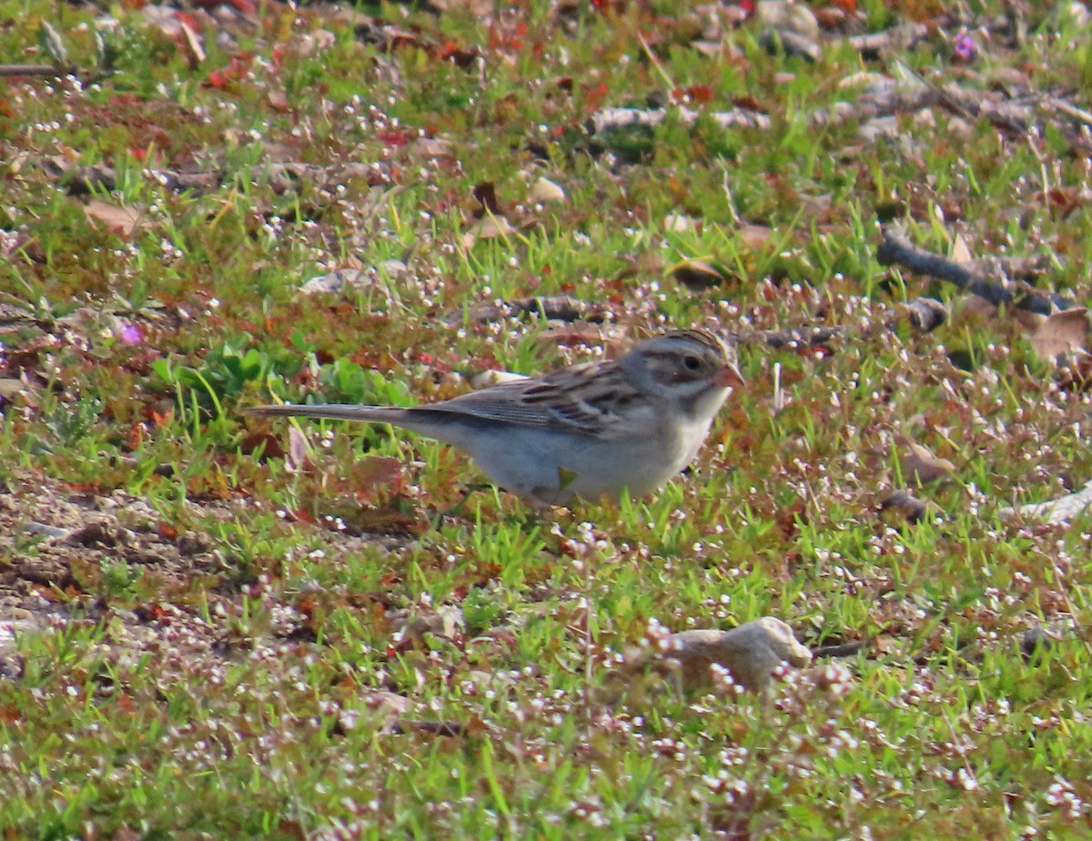 Clay-colored Sparrow - ML631035015