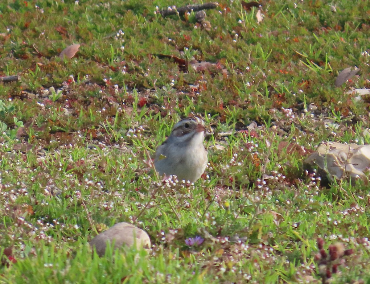 Clay-colored Sparrow - ML631035019