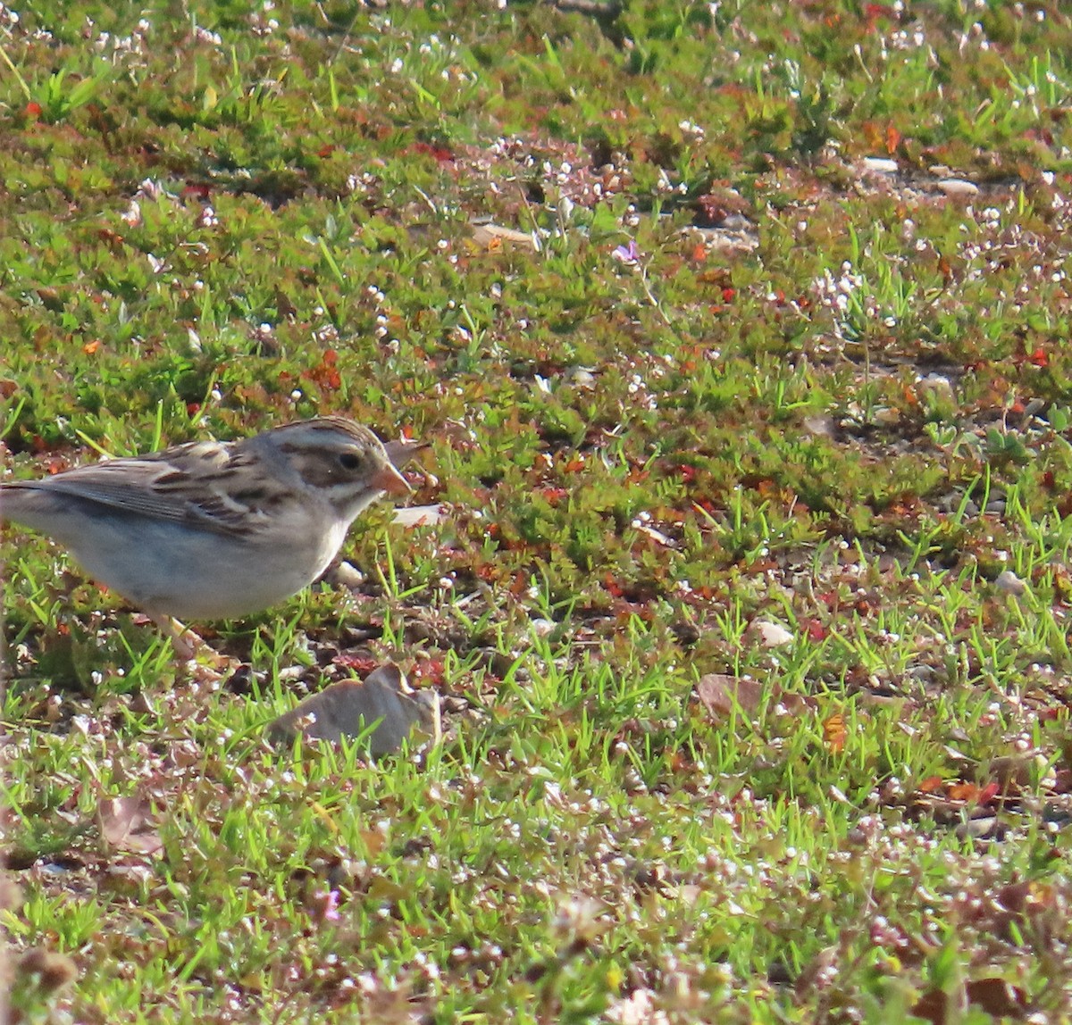 Clay-colored Sparrow - ML631035023