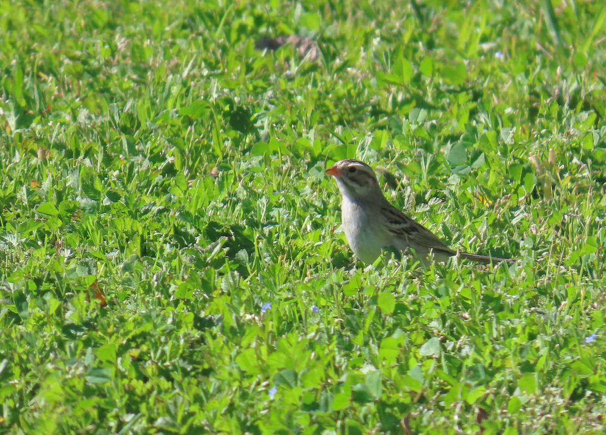 Clay-colored Sparrow - ML631035027