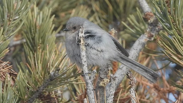 Bushtit - ML631035030