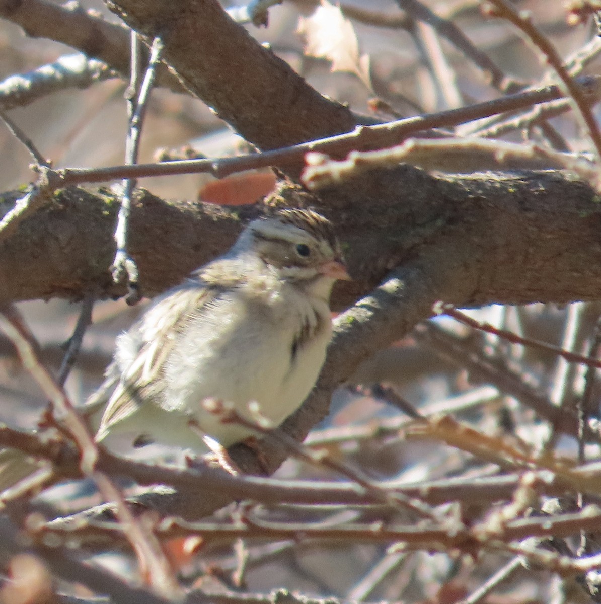 Clay-colored Sparrow - ML631035033