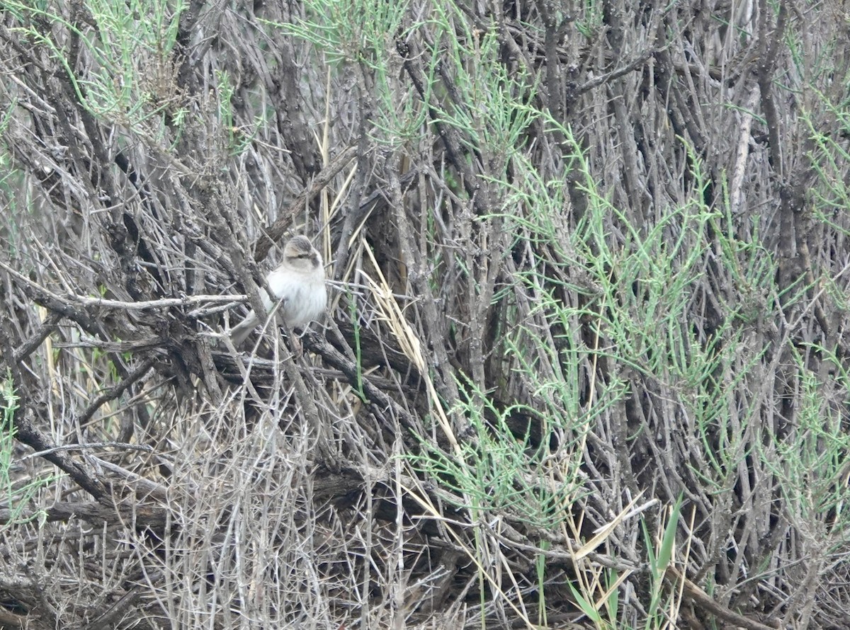 ノウメンスズメ - ML631035191