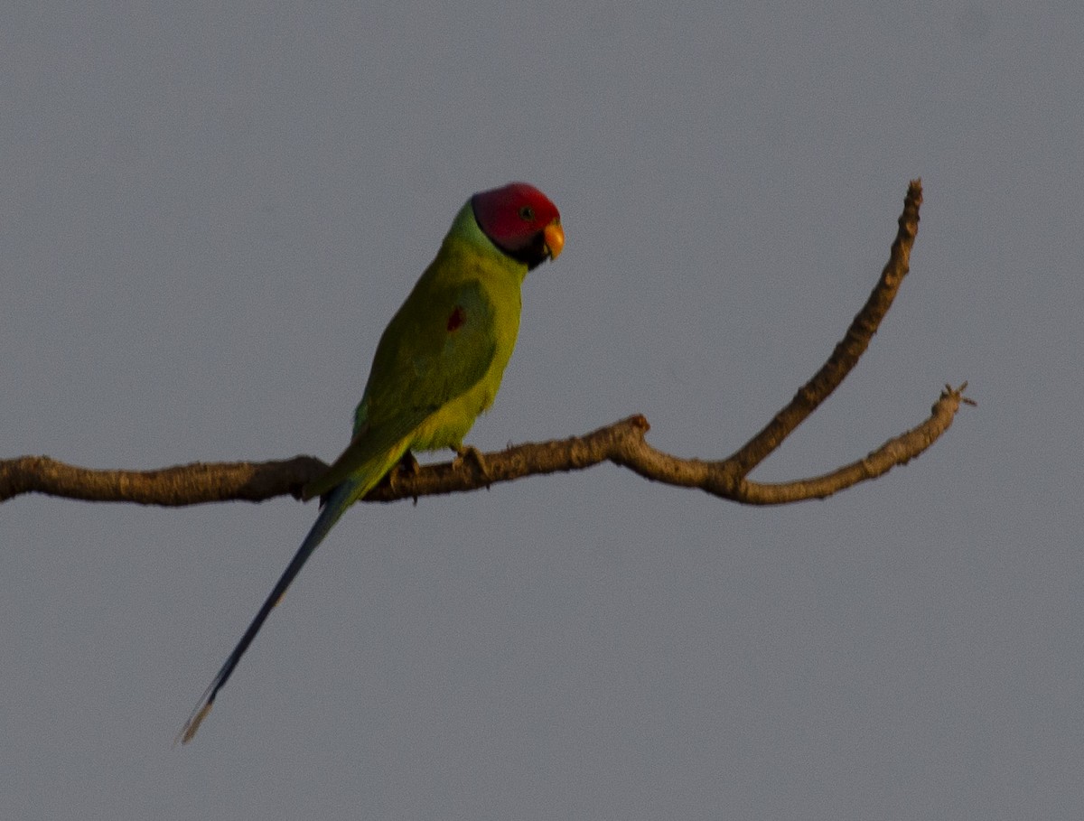 Plum-headed Parakeet - ML631035521