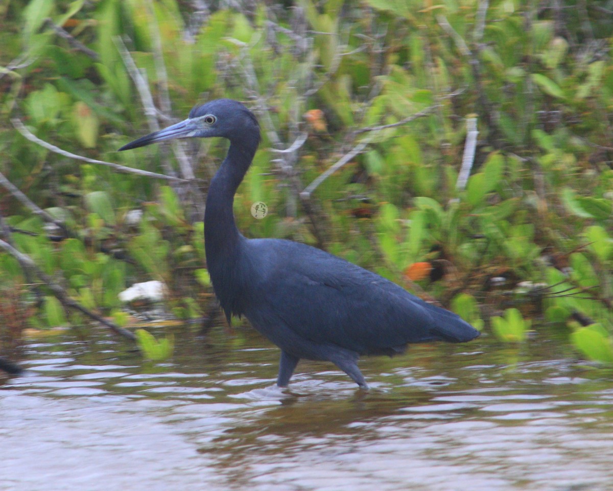 Little Blue Heron - ML631035541