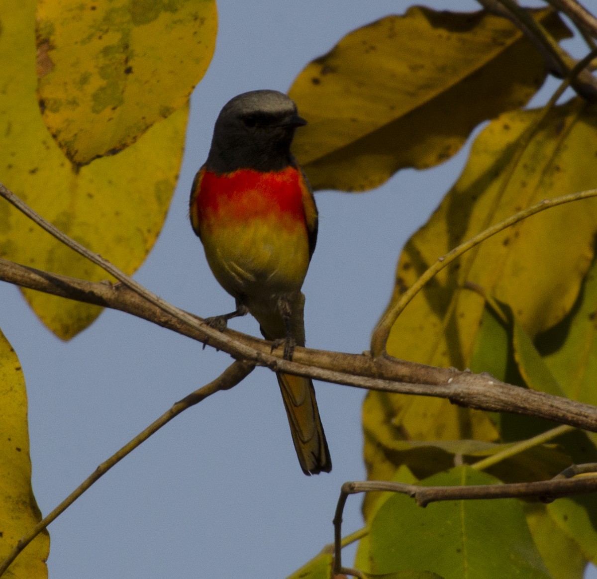 Small Minivet - ML631035572