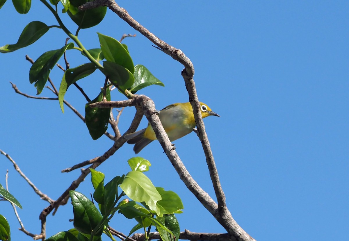 Ashy-bellied White-eye - ML631035614