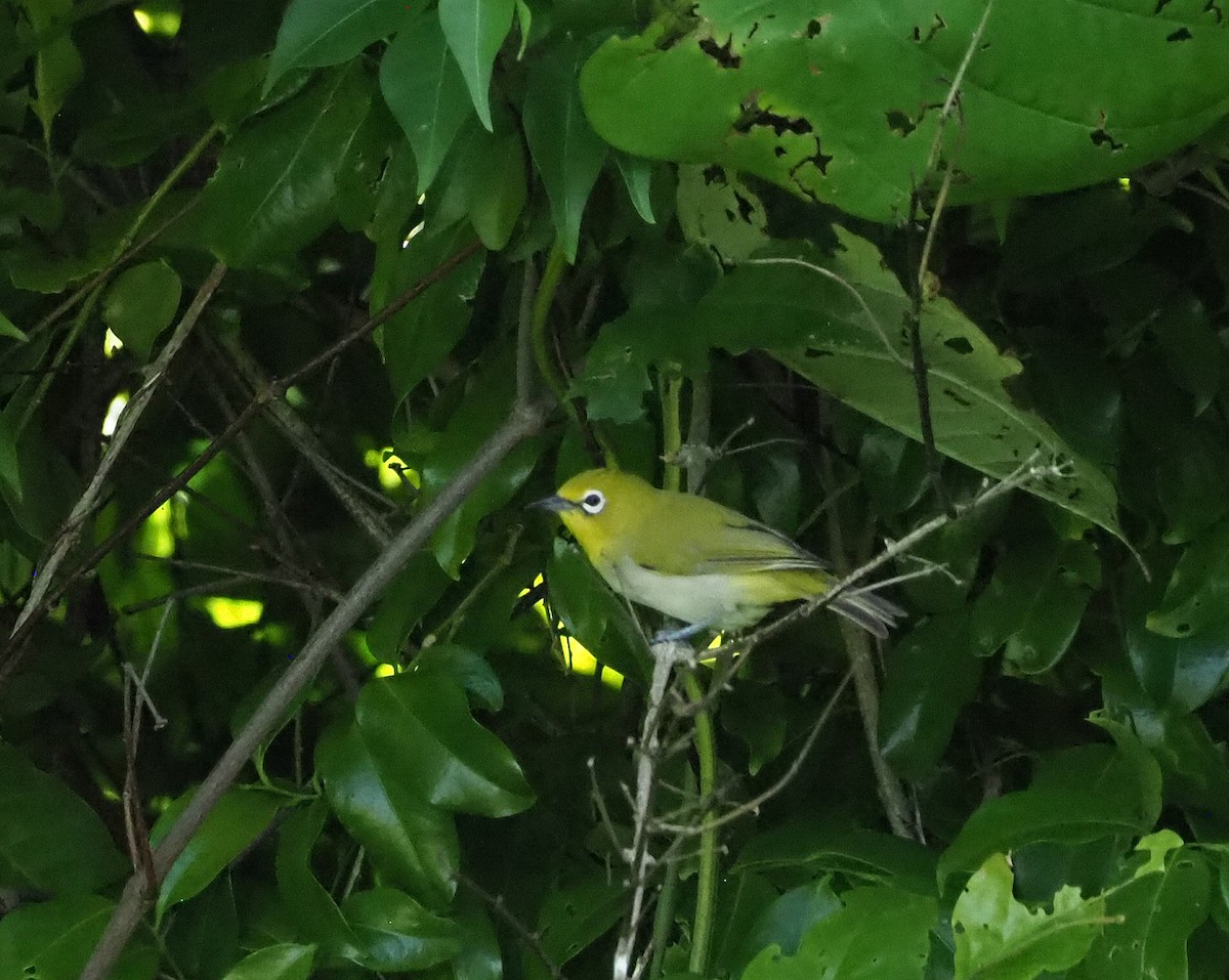 Ashy-bellied White-eye - ML631035615