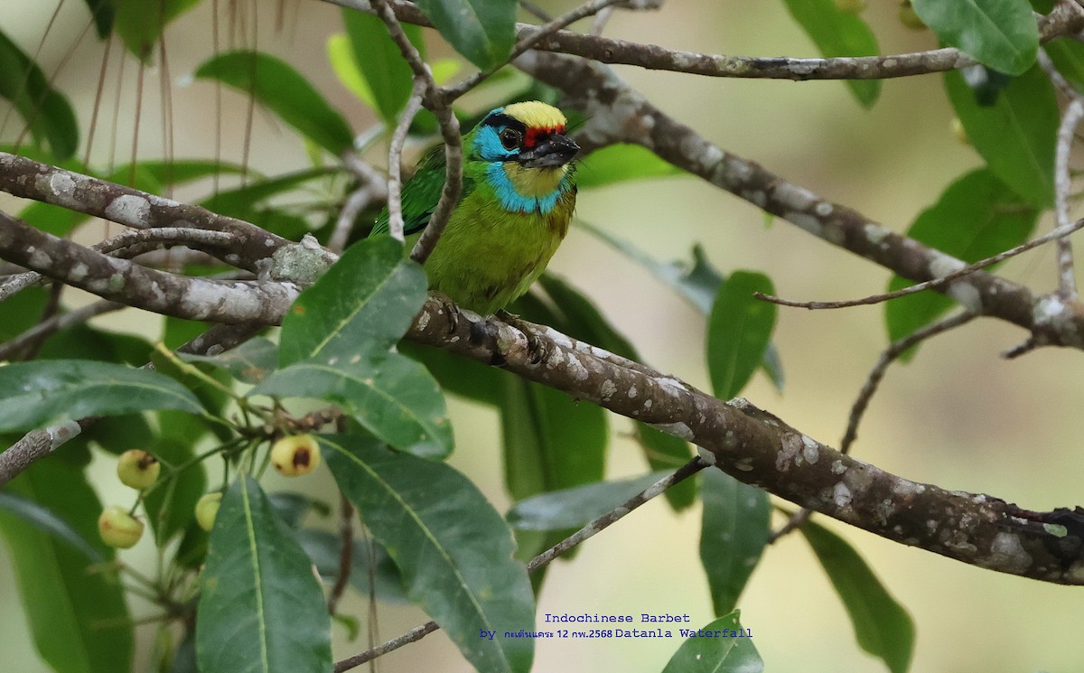 Indochinese Barbet - ML631035673