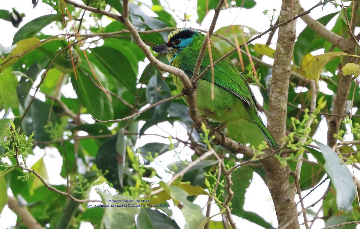 Indochinese Barbet - ML631035674