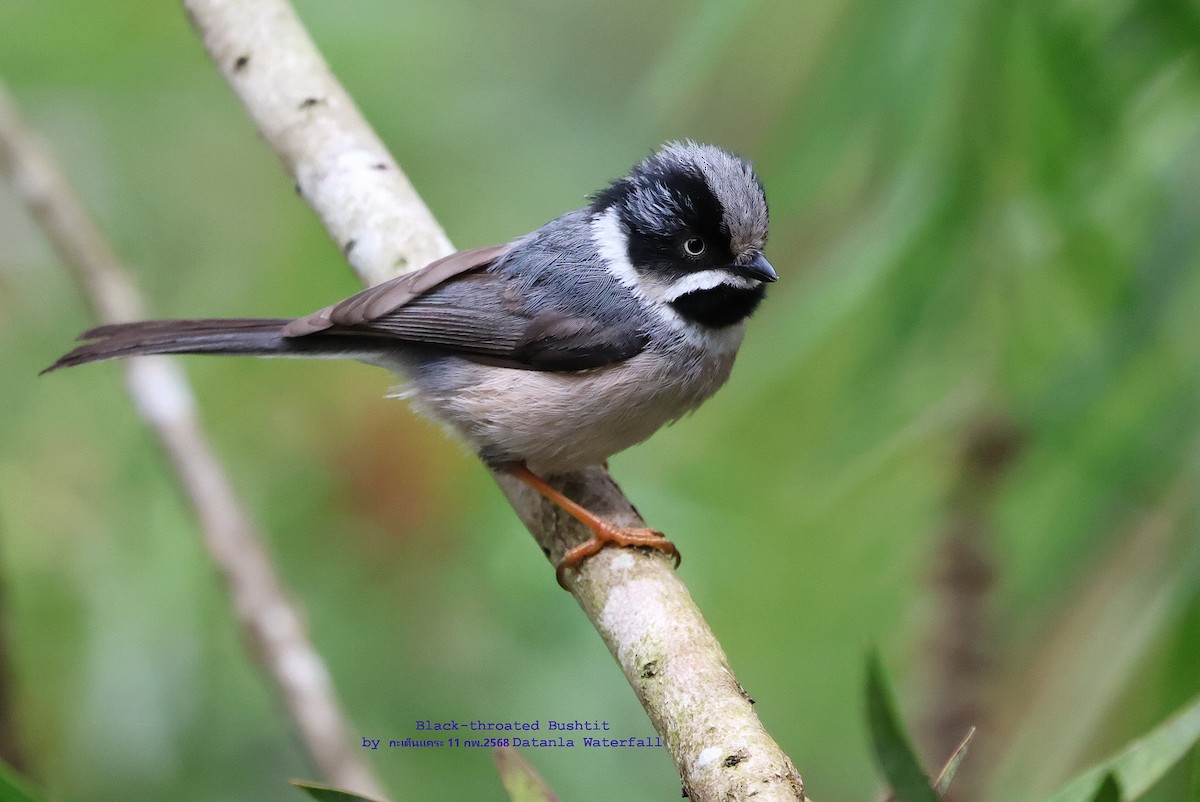 Black-throated Tit - ML631035698