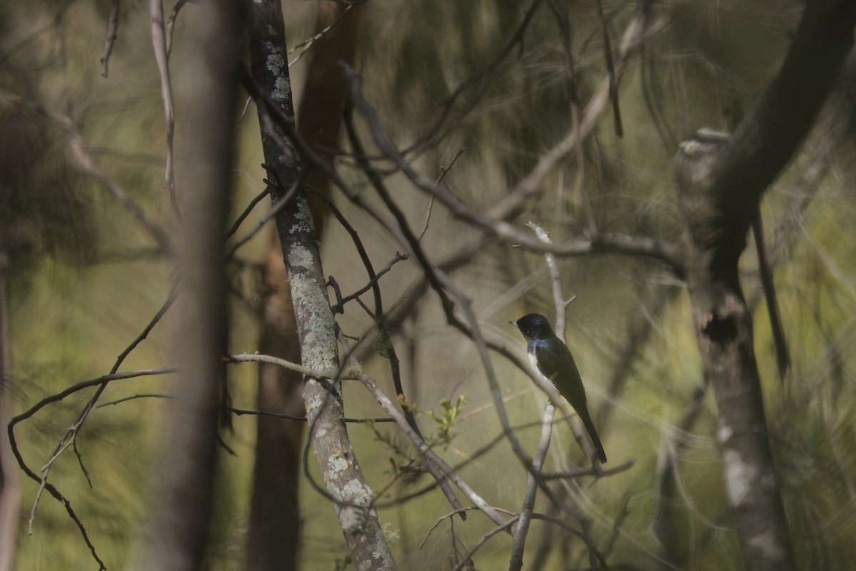 Satin Flycatcher - ML631035755
