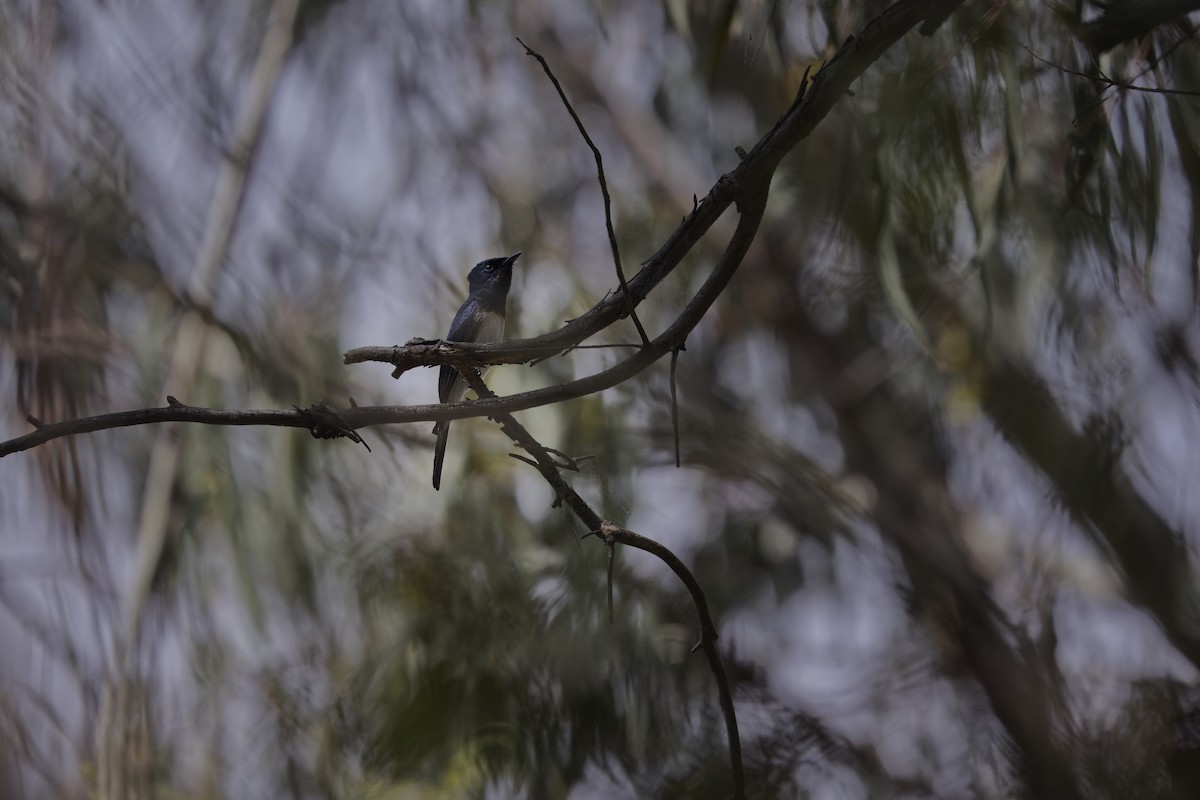 Satin Flycatcher - ML631035756