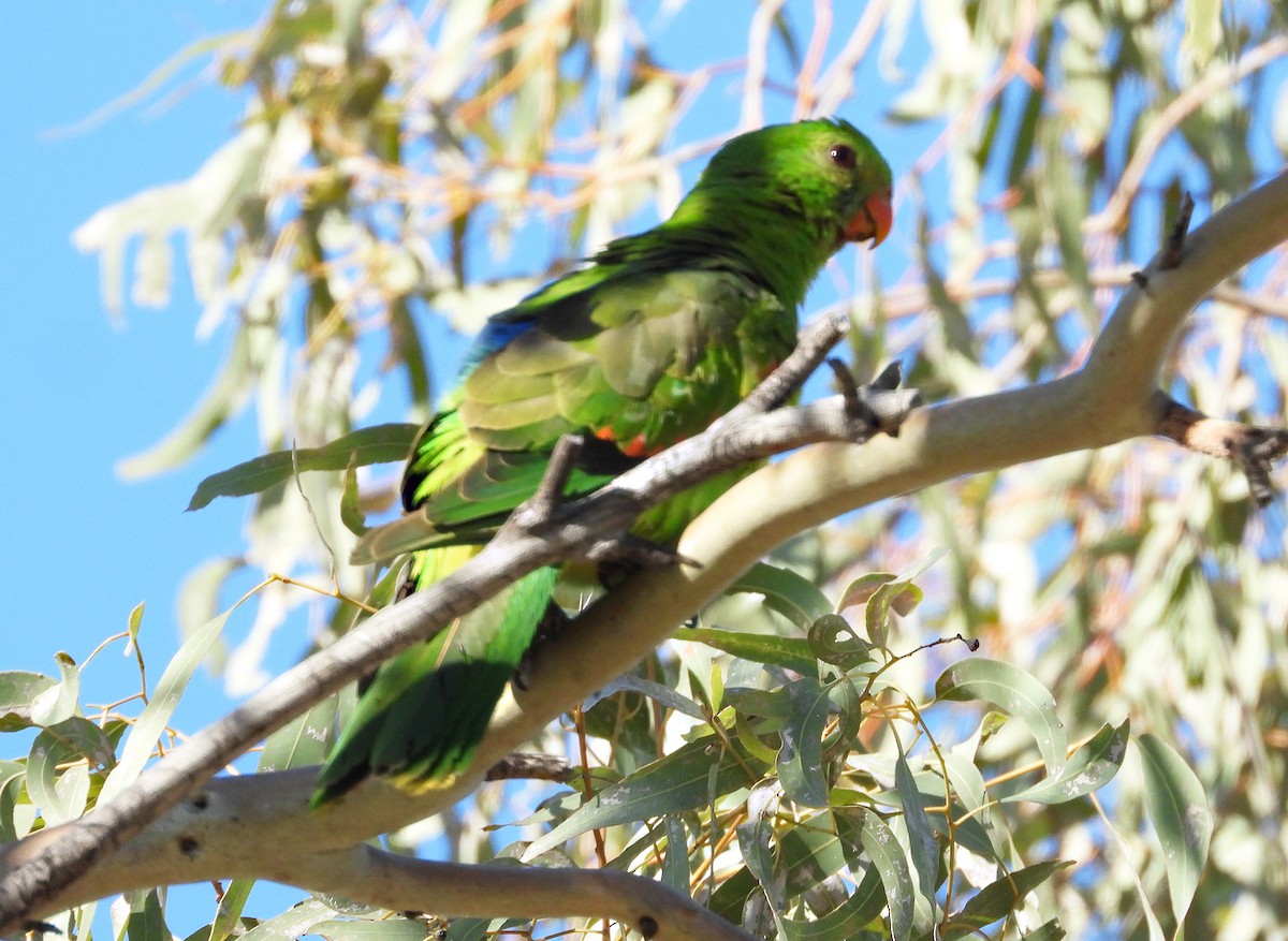 Red-winged Parrot - ML631035848