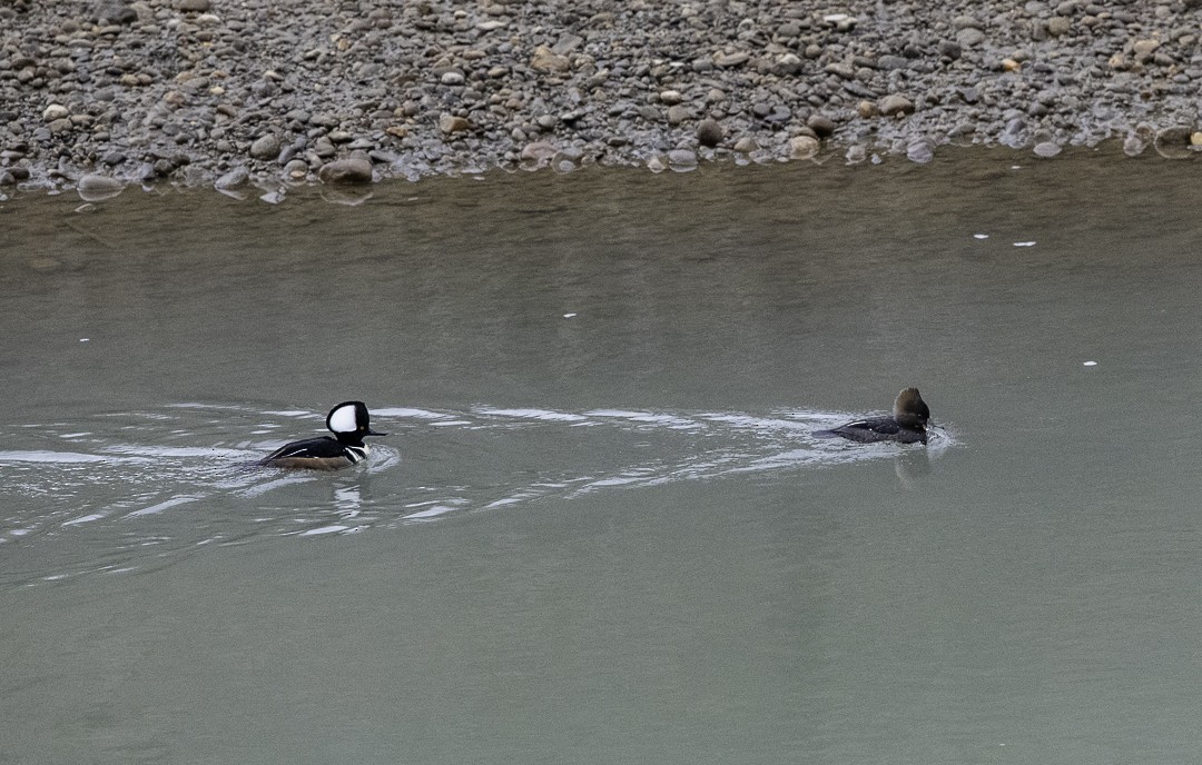 Hooded Merganser - ML631035963