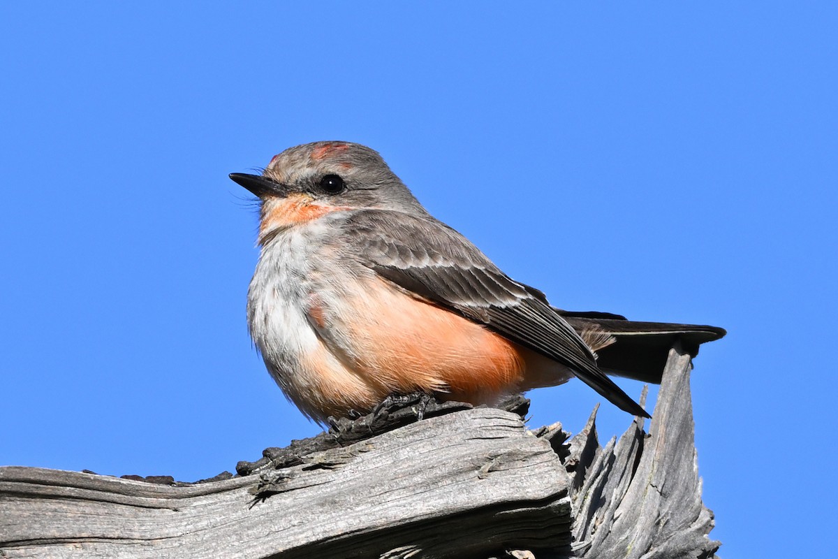 Vermilion Flycatcher - Jari Toivanen