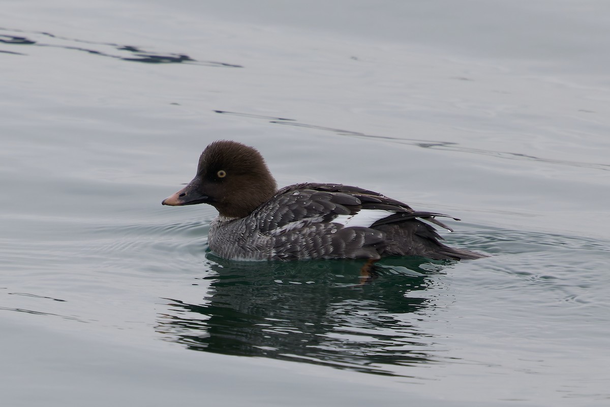 Common Goldeneye - Anonymous