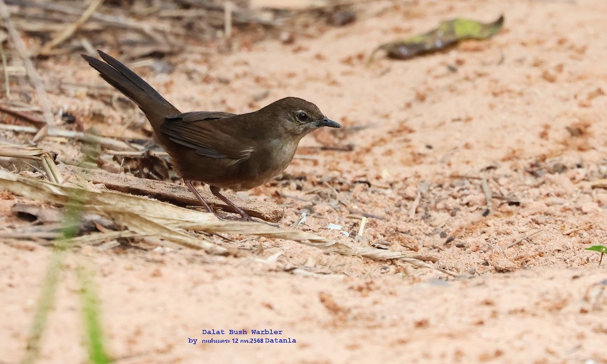Dalat Bush Warbler - ML631036105