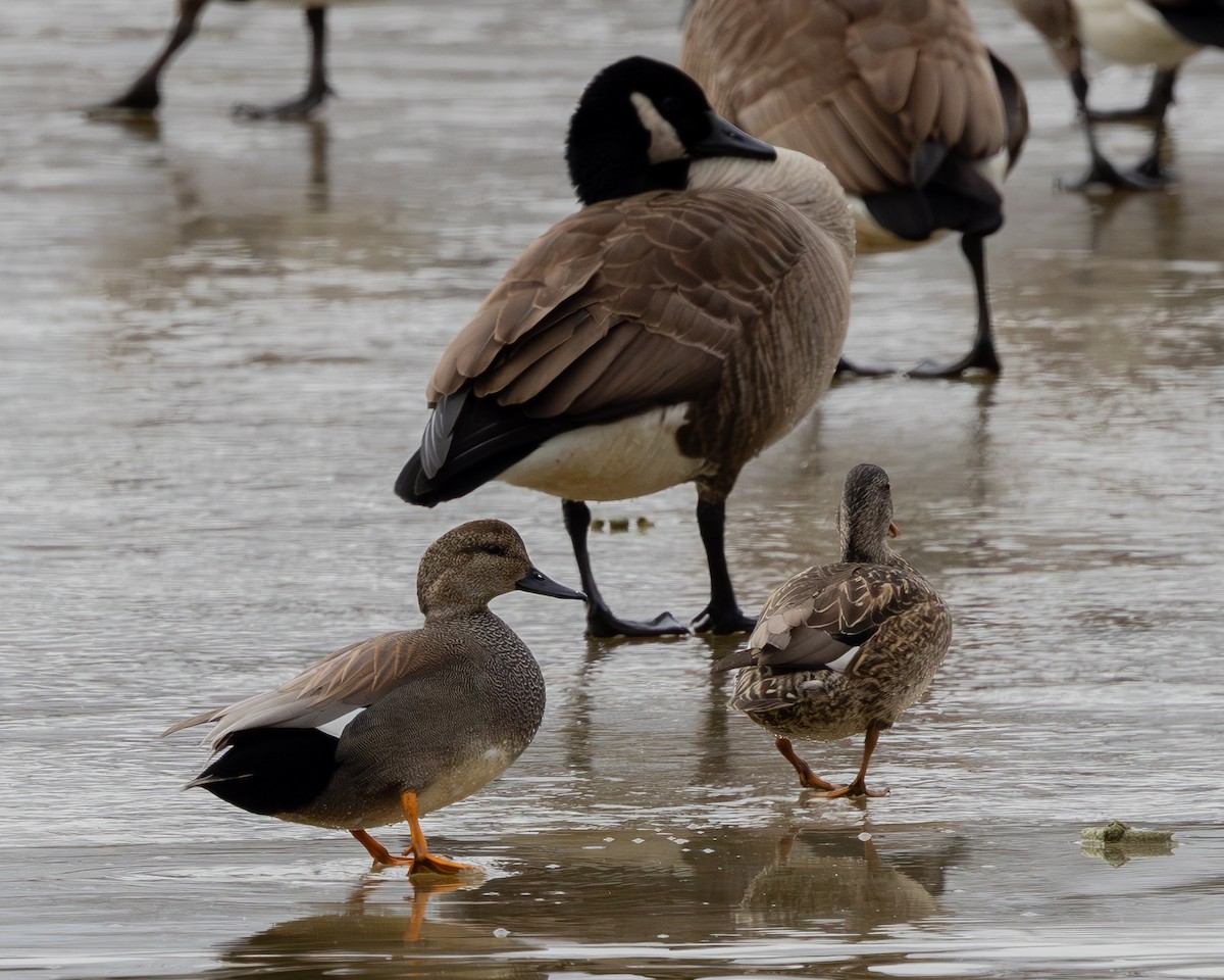 Gadwall - ML631036133
