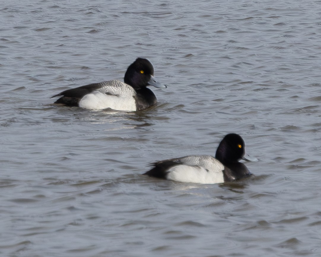 Lesser Scaup - ML631036138